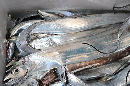 松本釣船２ 釣果