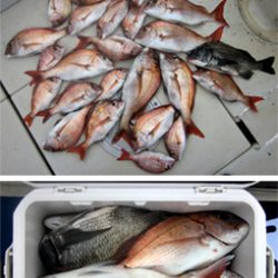 来温丸(らいおんまる) 釣果