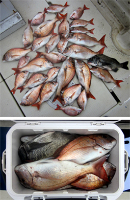 来温丸（らいおんまる） 釣果