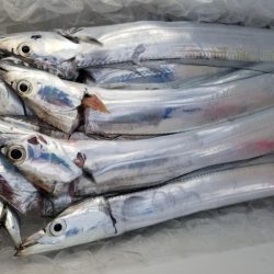 オーフリー 釣果