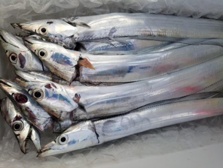 オーフリー 釣果