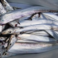 オーフリー 釣果