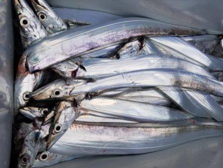 オーフリー 釣果