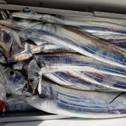 オーフリー 釣果