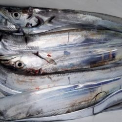 オーフリー 釣果