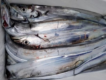 オーフリー 釣果