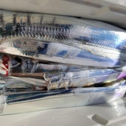 オーフリー 釣果