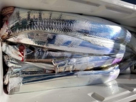 オーフリー 釣果