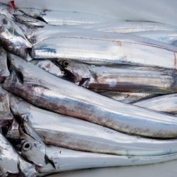 オーフリー 釣果