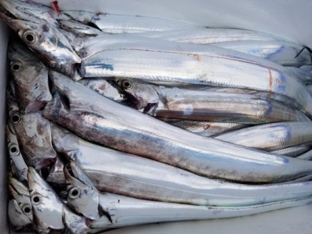 オーフリー 釣果