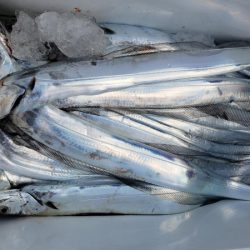 オーフリー 釣果