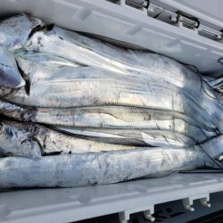 オーフリー 釣果