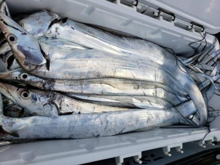 オーフリー 釣果