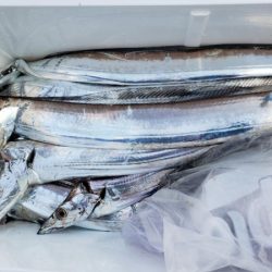 オーフリー 釣果