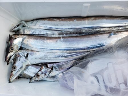 オーフリー 釣果