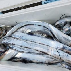 オーフリー 釣果