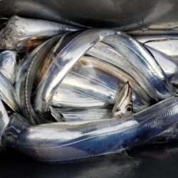 オーフリー 釣果