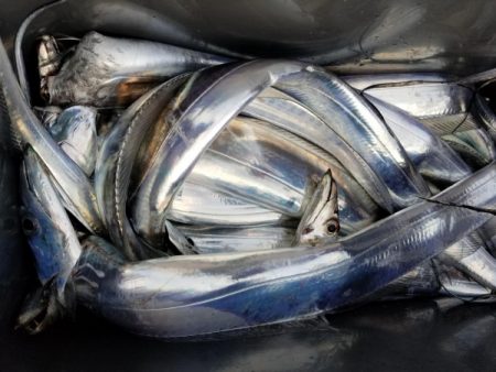 オーフリー 釣果