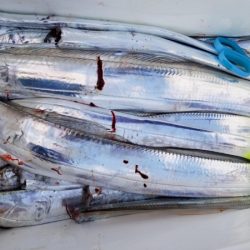 オーフリー 釣果