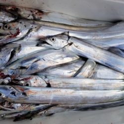 オーフリー 釣果