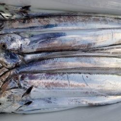 オーフリー 釣果