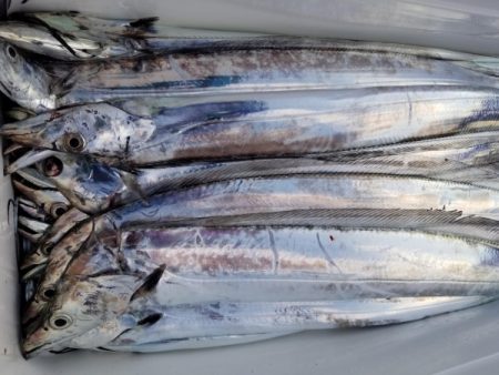 オーフリー 釣果