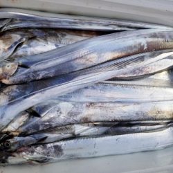 オーフリー 釣果