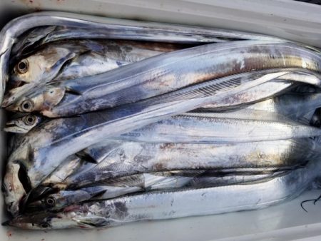 オーフリー 釣果