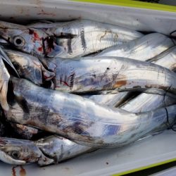 オーフリー 釣果