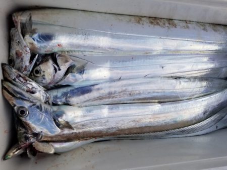 オーフリー 釣果