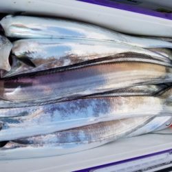 オーフリー 釣果