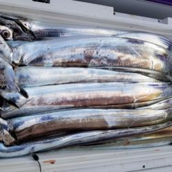 オーフリー 釣果