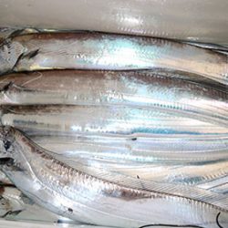 松本釣船２ 釣果