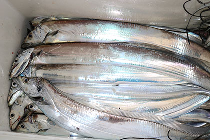 松本釣船２ 釣果