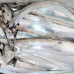 松本釣船２ 釣果