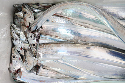 松本釣船２ 釣果