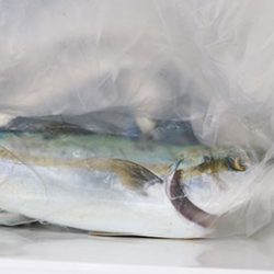 松本釣船２ 釣果