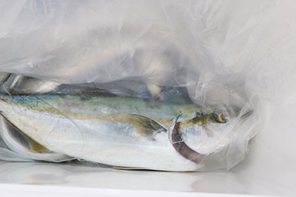 松本釣船２ 釣果