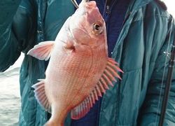 愛裕南丸 釣果