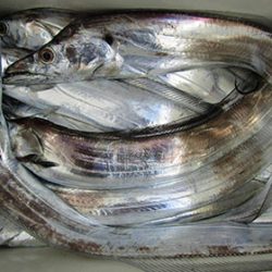 松本釣船２ 釣果