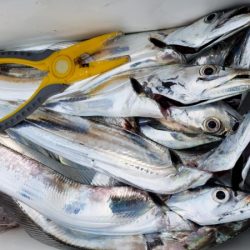 オーフリー 釣果