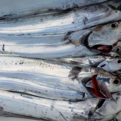 オーフリー 釣果