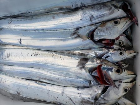 オーフリー 釣果