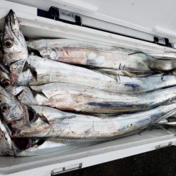 オーフリー 釣果