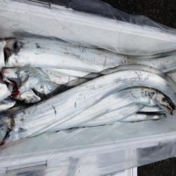 オーフリー 釣果