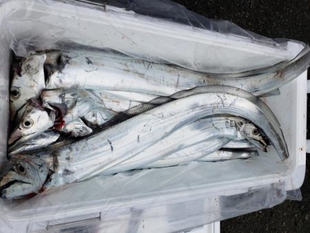 オーフリー 釣果