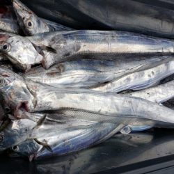 オーフリー 釣果