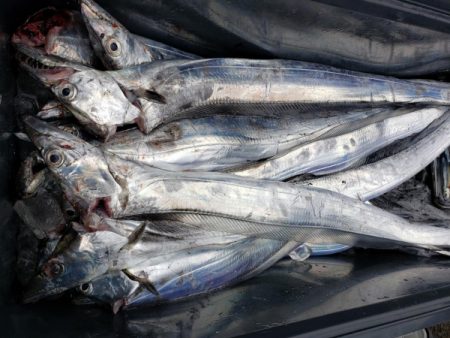 オーフリー 釣果