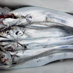 オーフリー 釣果