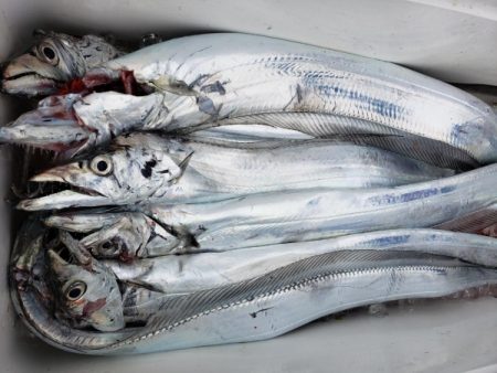 オーフリー 釣果